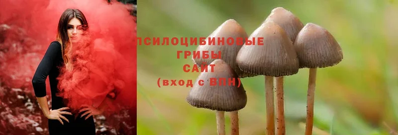 Галлюциногенные грибы Psilocybe  Буй 